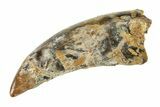 Fossil Tyrannosaur (Nanotyrannus) Tooth - Montana #338821-1